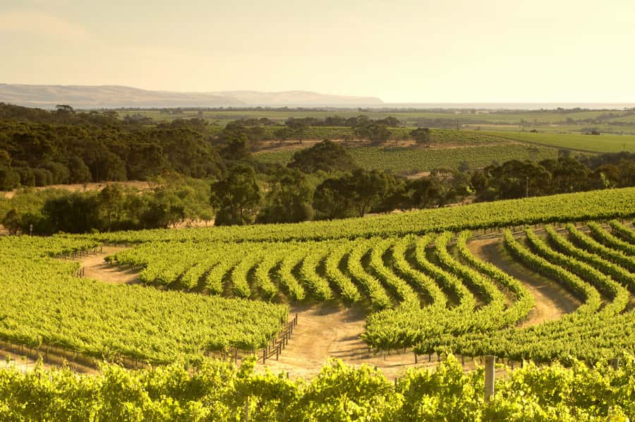 Adelaide: Half-day McLaren Vale & Glenelg Wine Tasting Tour - Who should book this McLaren Vale outing?