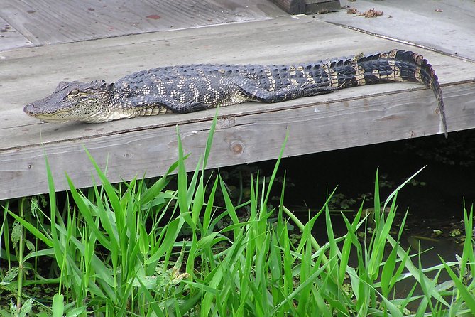Airboat and Plantations Tour with Gourmet Lunch from New Orleans - Lunch and the grand rooms of Houmas House