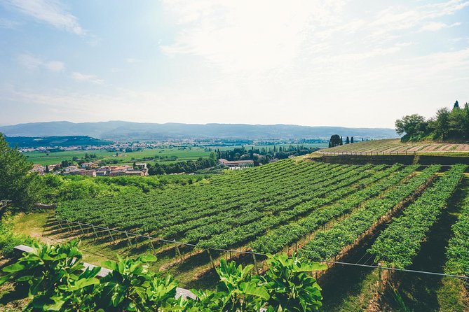 Amarone Wine-tasting Tour from Verona with Private Transportation - The wines: Amarone, Ripasso, and comparison