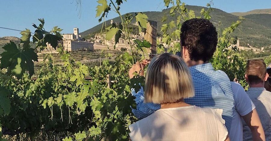 Assisi: Wine tasting, gourmet pairing, walk in the vineyards - Four wines, plus a full Umbrian plate