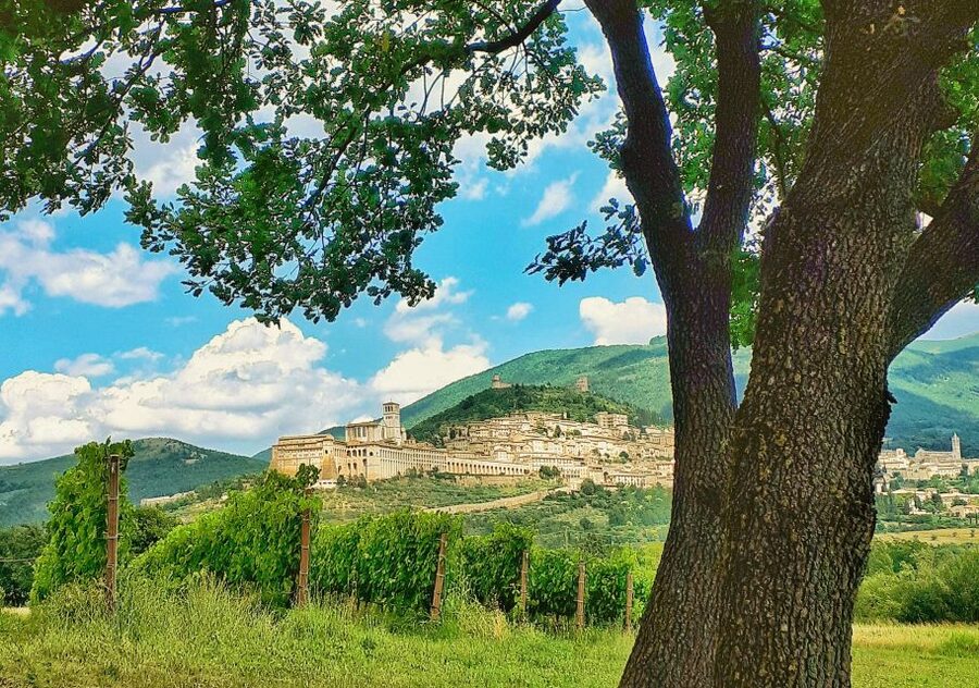 Assisi: Wine tasting, gourmet pairing, walk in the vineyards - The panoramic area near Assisi