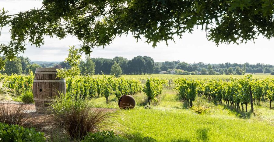 At the gates of Toulouse : Gourmet Tour - Walk and Tastings - Why Négrette matters in the tasting