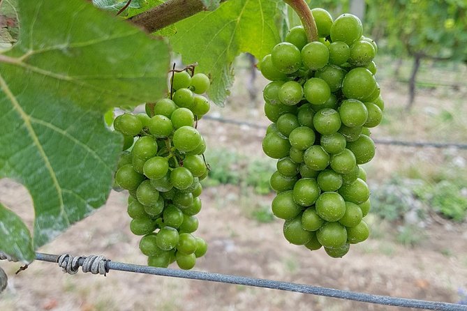 Beyond the Vines - Full-Day Marlborough Wine Tasting Tour - Wine styles beyond Marlborough Sauvignon Blanc