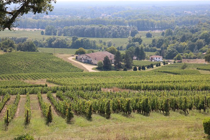 Bordeaux : Full Day Wine Tastings & Gourmet Lunch - A traditional three-course lunch breaks up the tastings