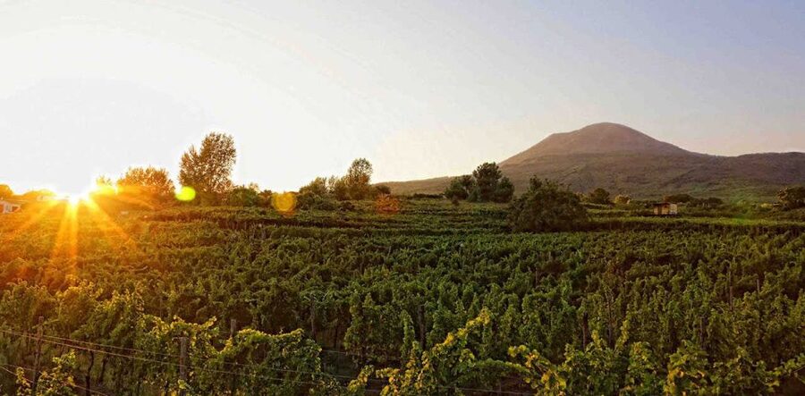 Boscotrecase: Vesuvius Wine Tasting Tour Lunch - Why Vesuvius wine tastes different