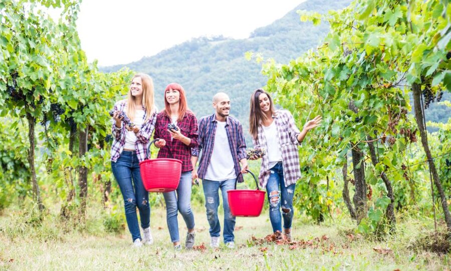 Boscotrecase: Vesuvius Wine Tasting Tour Lunch - The vineyard walk with Carmelo or Benjamin