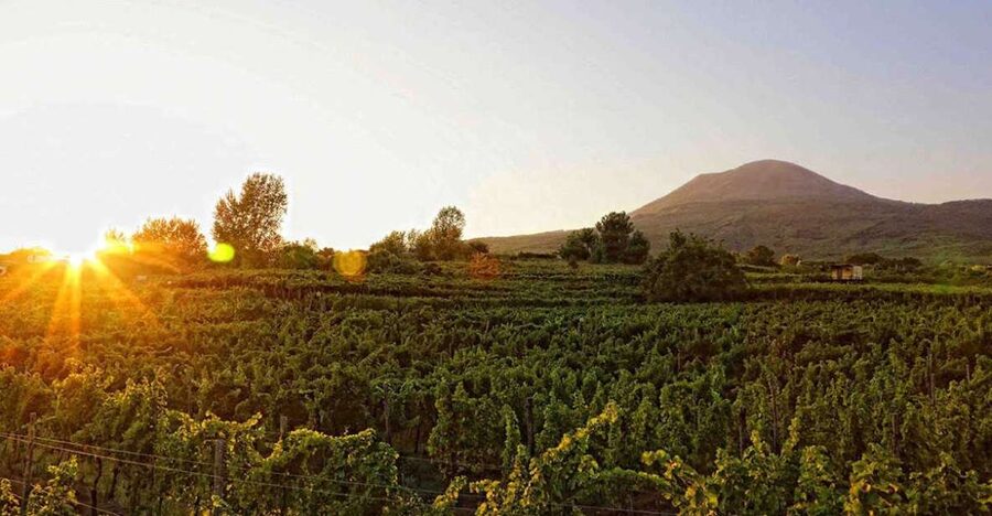 Boscotrecase: Vesuvius Wine Tasting Tour Lunch - The views from Naples to Sorrento