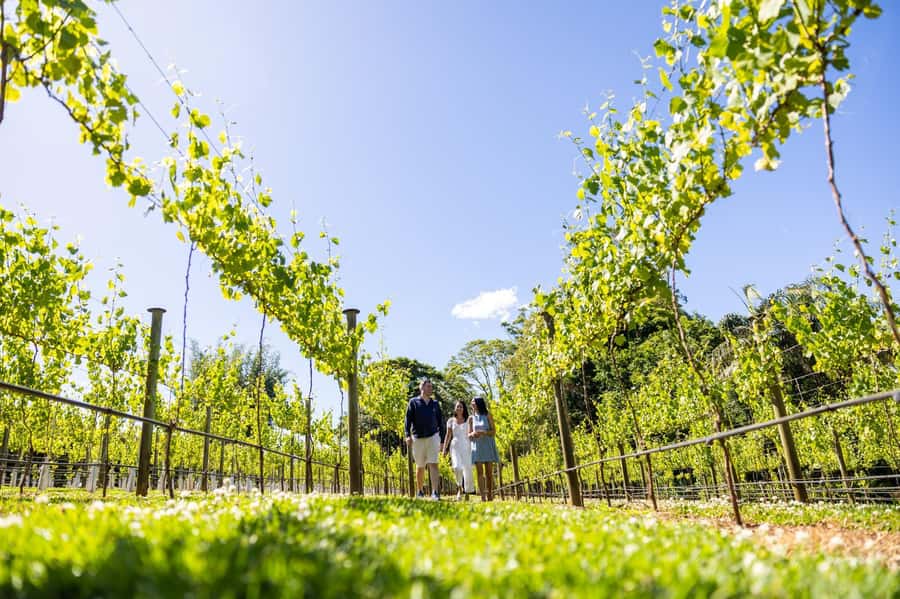 Brisbane: Boutique Winery Tour with Gourmet Lunch - First pours at the boutique wineries