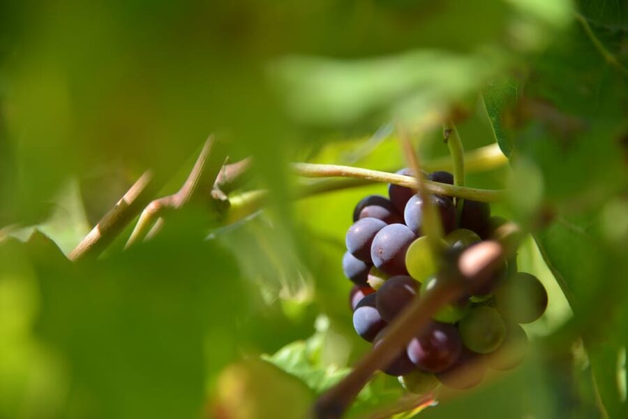 Burgundy Wines Full-Day Tasting Tour from Dijon - Beaune: lunch, mustard, and old streets