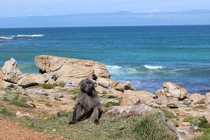 Cape Town: Cape of Good Hope, Table Mountain & Wine Tasting Tour - Cape Point gives the day its widest views