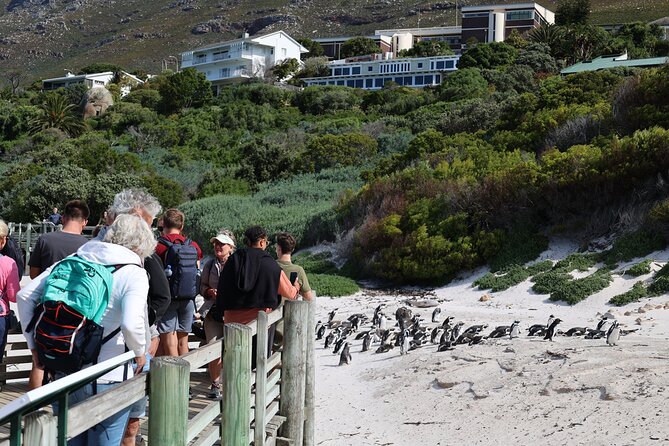 Cape Town: Cape of Good Hope, Table Mountain & Wine Tasting Tour - Chapmans Peak is a scenic drive, not a long stop