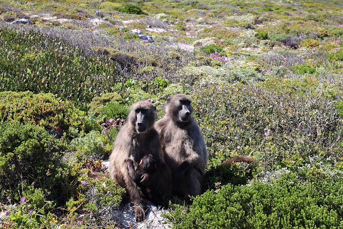 Cape Town: Cape of Good Hope, Table Mountain & Wine Tasting Tour - Camps Bay and Maidens Cove