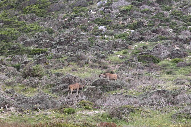 Cape Town: Cape of Good Hope, Table Mountain & Wine Tasting Tour - Table Mountain finishes the route