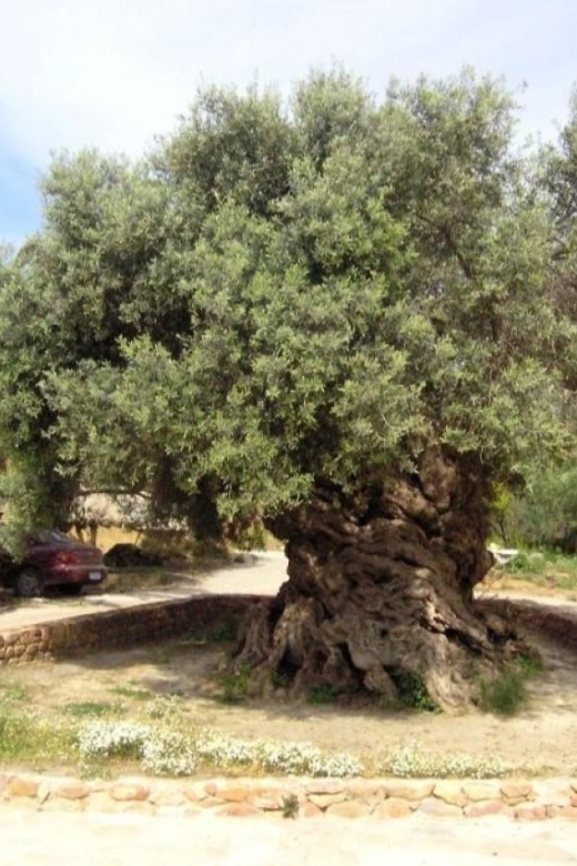 Chania Area: Food Tasting Tour with Winery Visit - Who will get the most from this tour