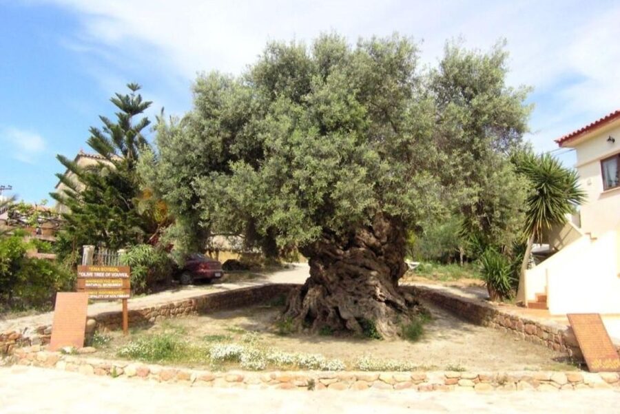 Chania Area: Food Tasting Tour with Winery Visit - Price, practical tips, and final call
