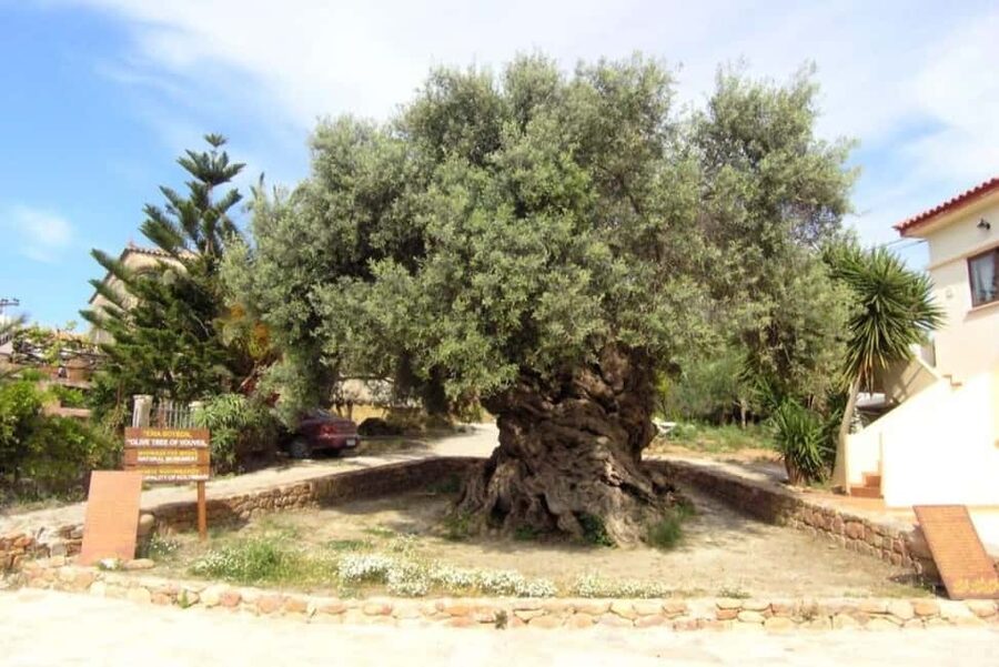Chania Area: Food Tasting Tour with Winery Visit - Vouves and its ancient olive tree