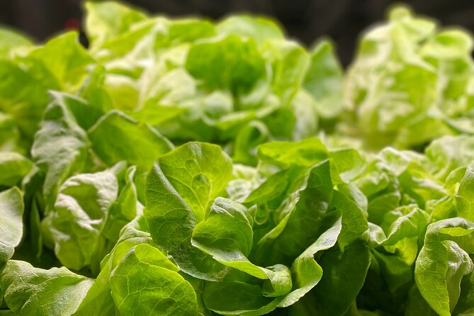 Charleston Farm-to-Table Food Tour and Chef's Challenge - Who should book this experience