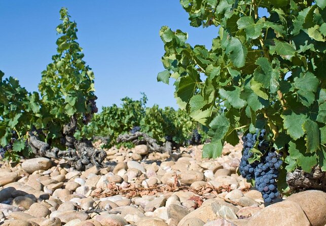 Châteauneuf du Pape Wine Day Tasting Tour including Lunch from Avignon - Three Rhône tastings instead of one crowded cellar