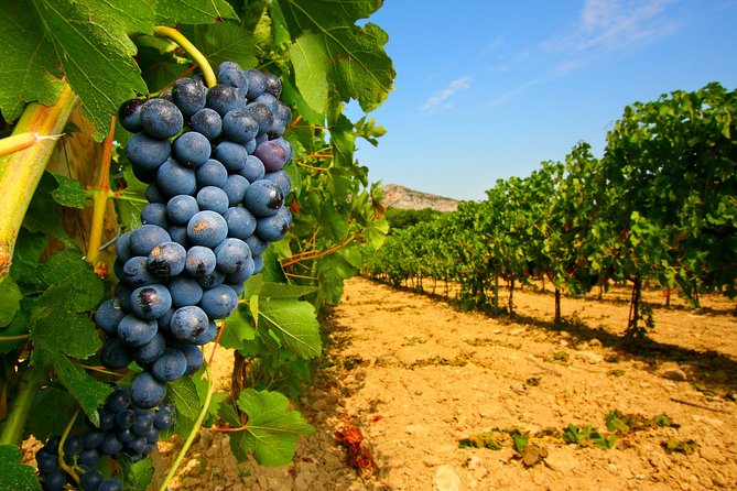 Châteauneuf du Pape Wine Day Tasting Tour including Lunch from Avignon - Séguret, Gigondas, and Vacqueyras add useful contrast