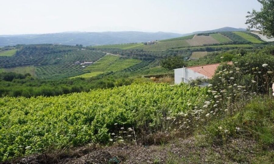 Crete: Full-Day Cretan Wines, Olive Oil, Raki and Food Tour - The rakokazano and Crete’s powerful local spirit