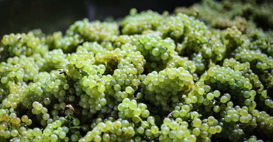 Crete: Olive, Wine, & Raki on a Flavorful Culinary Journey - Who should book this experience?