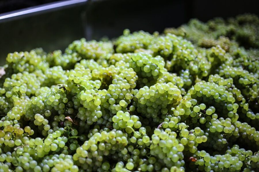 Crete: Olive, Wine, & Raki on a Flavorful Culinary Journey - Wine in the Cretan countryside