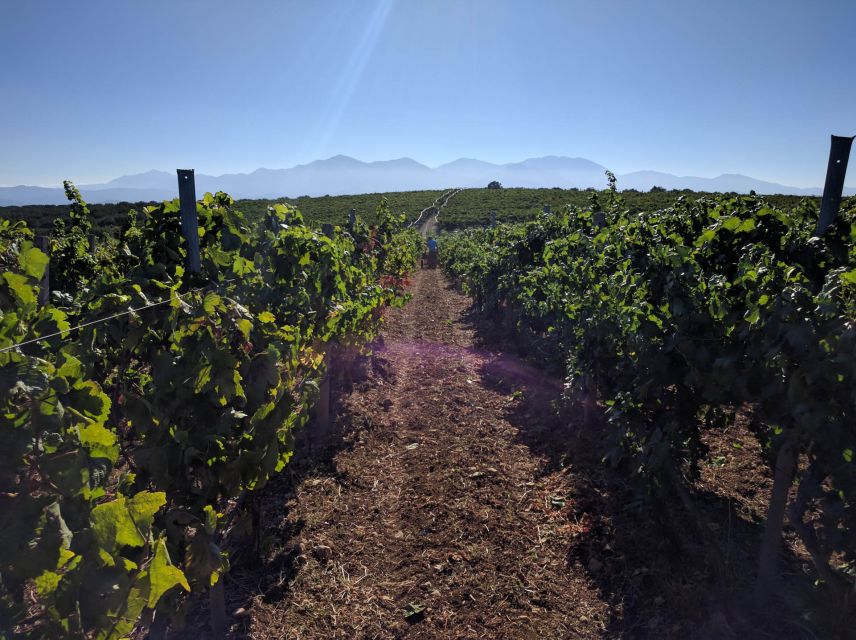 Crete: Olive, Wine, & Raki on a Flavorful Culinary Journey - Transport, group feel, and guiding