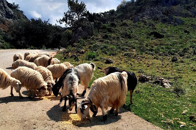Eat & Crete Food Tour [non-touristy] Chania Villages - A family wine cellar in the White Mountains
