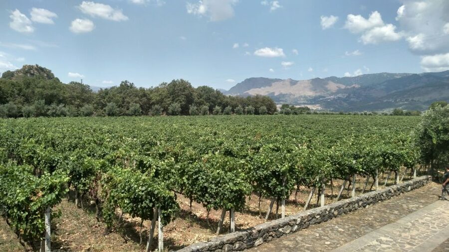 Etna: Wine Tasting and Food Tour - What makes this Etna day worth your time