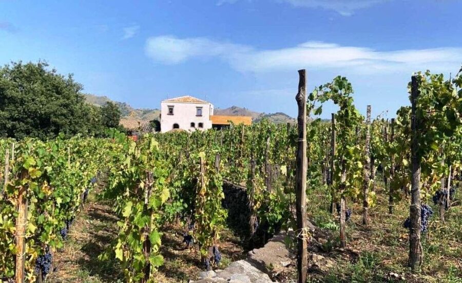 Etna: Wine Tasting and Food Tour - From Catania to Zafferana Etnea