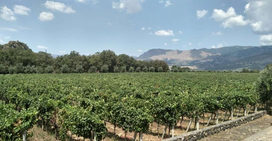 Etna: Wine Tasting and Food Tour - Honey, olive oil, and a useful first tasting