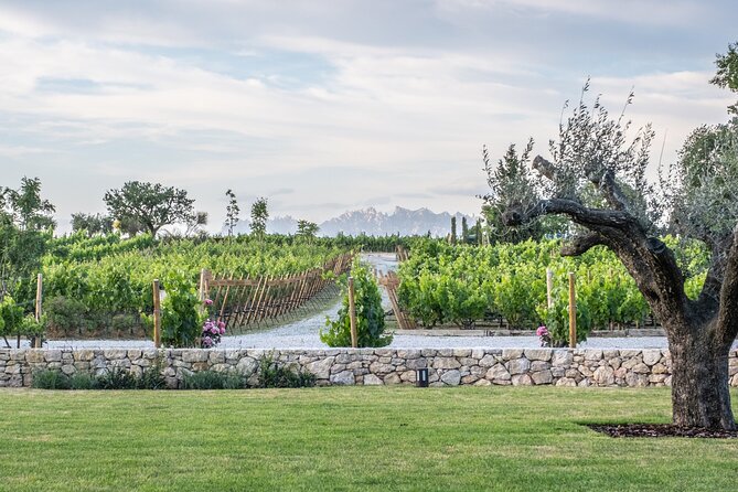 Familia Torres Winery: Gastronomic Tapas & Wine Experience - What the $151.23 price really covers
