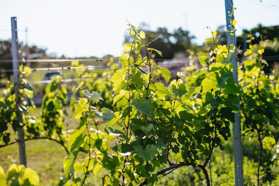 From Budapest: Etyek Wine Tasting Tour with 3-Course Meal - The three-course meal is more than an add-on