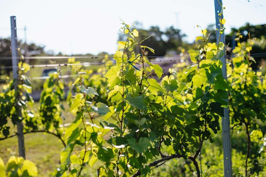 From Budapest: Etyek Wine Tasting Tour with 3-Course Meal - The guides make the difference
