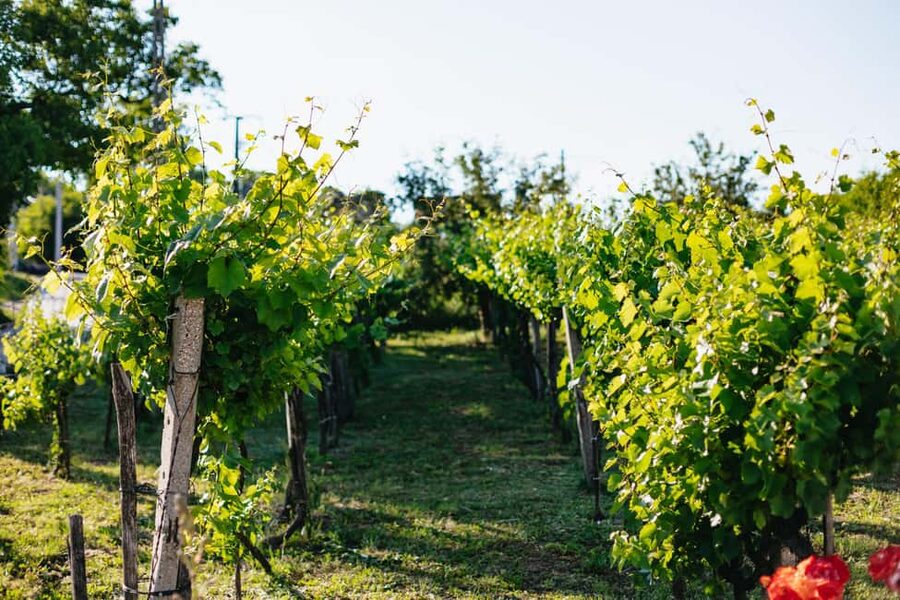 From Budapest: Etyek Wine Tasting Tour with 3-Course Meal - Food requirements and booking details
