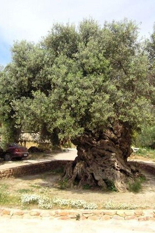 From Chania: Olive Oil, Wine, Cheese & Honey Tasting Tour - The guide and the road matter