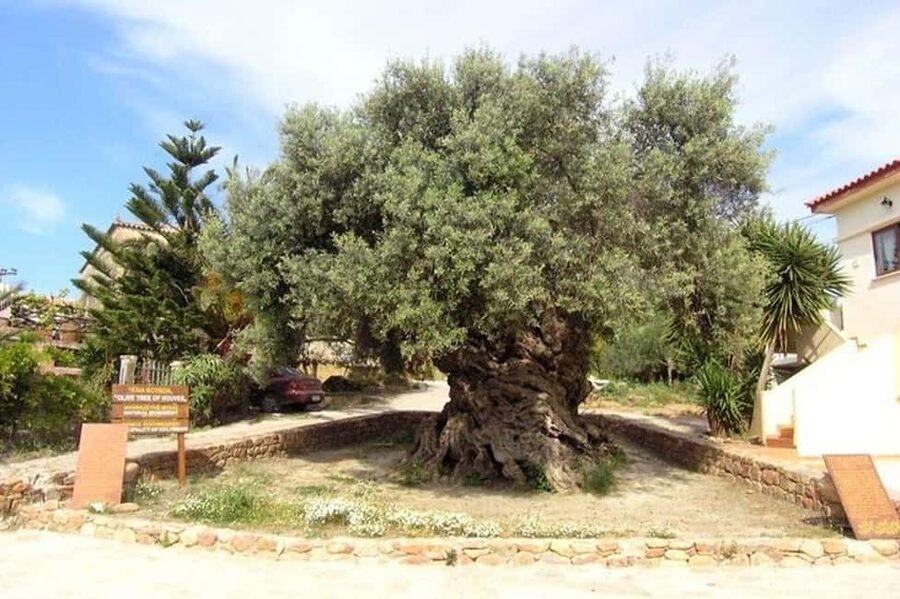 From Chania: Olive Oil, Wine, Cheese & Honey Tasting Tour - The ancient olive tree at Vouves