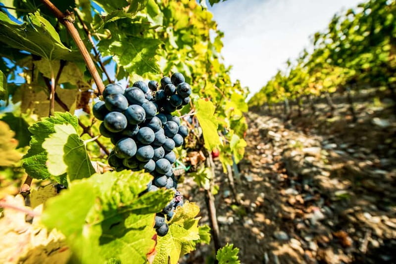 From Florence: Tuscany Wine & Food Tour with Guide - A full Tuscan day from Florence
