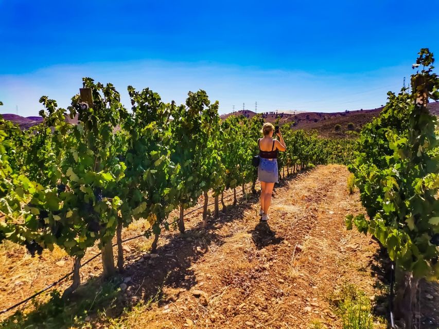 From Lagos: Small-Group 4-Hour Wine Tasting Tour - Should you book it?