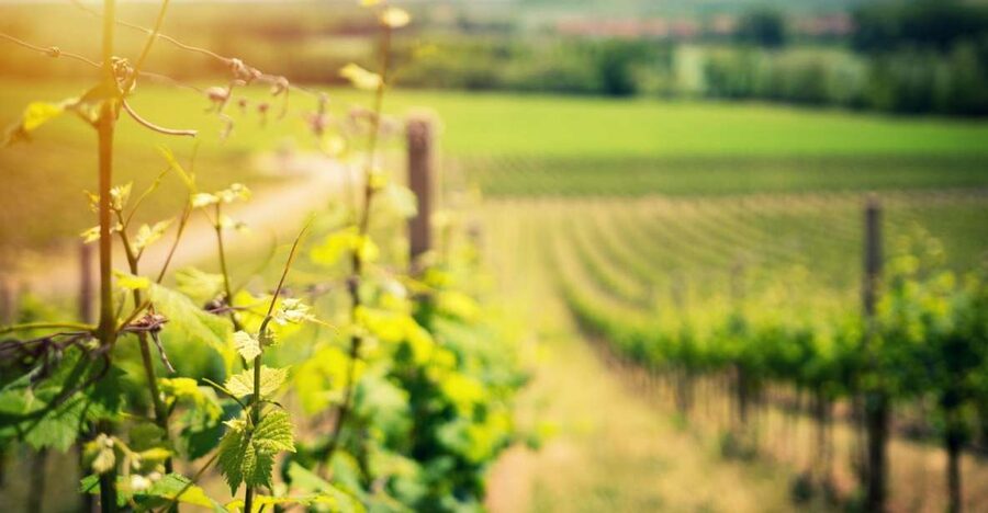 From Naples: Pompeii and Wine Tasting Tour with Lunch - Why this Pompeii and Vesuvius pairing works
