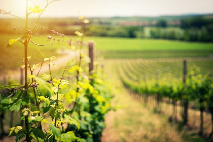 From Naples: Pompeii and Wine Tasting Tour with Lunch - Pompeii in two focused hours