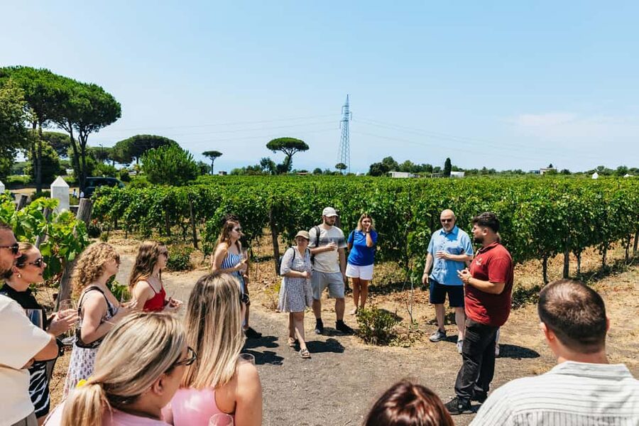 From Naples: Wine Tasting Tour on Vesuvius Slopes with Lunch - Views, free time, and the farm shop