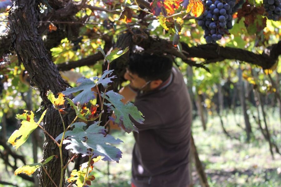 From Sorrento: Full-Day Pompeii & Wine Tasting Tour - Bosco dei Medici and the lunch that follows