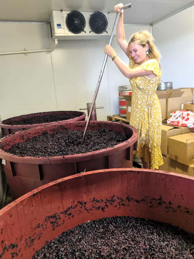 From Sydney: Hunter Valley Wine, Gin & Food Tastings Tour - Key points at a glance