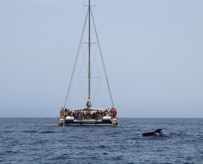 Fuerteventura: Magic Catamaran Trip with Food and Drinks - Key things to know before booking