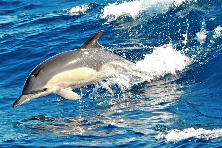 Fuerteventura: Magic Catamaran Trip with Food and Drinks - The 30-minute swim stop off Jandía