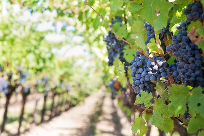 Full-Day Stellenbosch, Franschhoek and Paarl Wine Tasting Tour from Cape Town - Paarl and the stop connected to Nelson Mandela