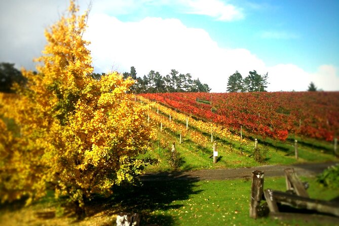 Full-Day Wine Tasting Tour in Auckland with 3-Course Vineyard Lunch - Lunch is more than a convenient extra