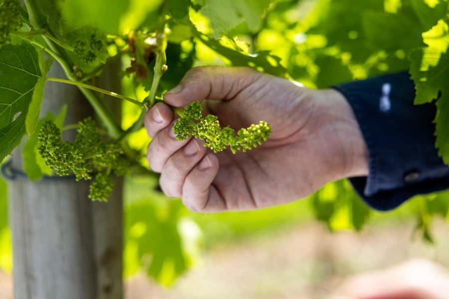 Gold Coast: Premium Wine Tour with Gourmet Lunch - A two-course lunch at the winery