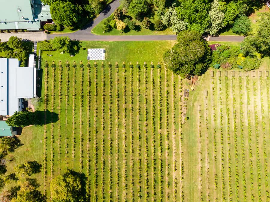 Gold Coast: Premium Wine Tour with Gourmet Lunch - First winery stops and the value of guided tastings